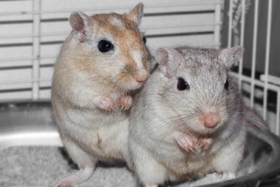 Rodents