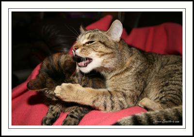 Kiss you! Hold still I want to bite you ...