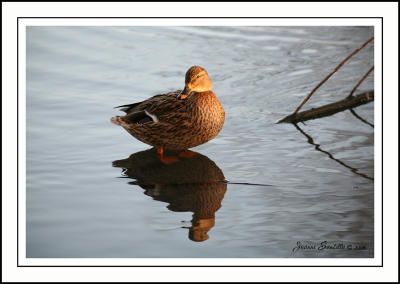 Evening Duck