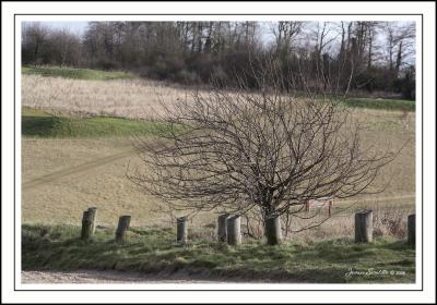 Solitary