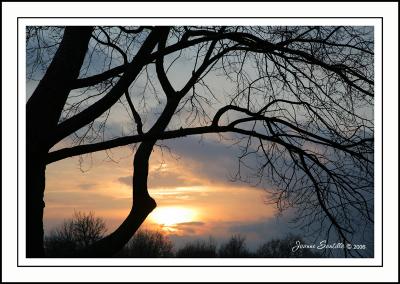 Through the trees