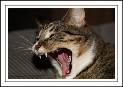 Oh what big teeth you've got ...