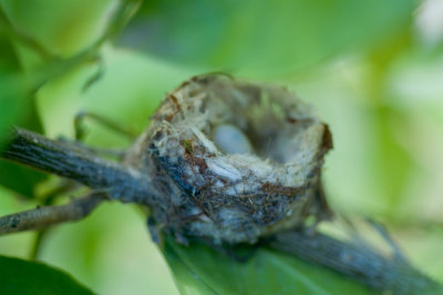 Egg in nest hummingbird.jpg