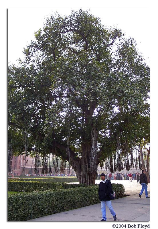 Ancient Tree in the Courtyard in front of Main Gate