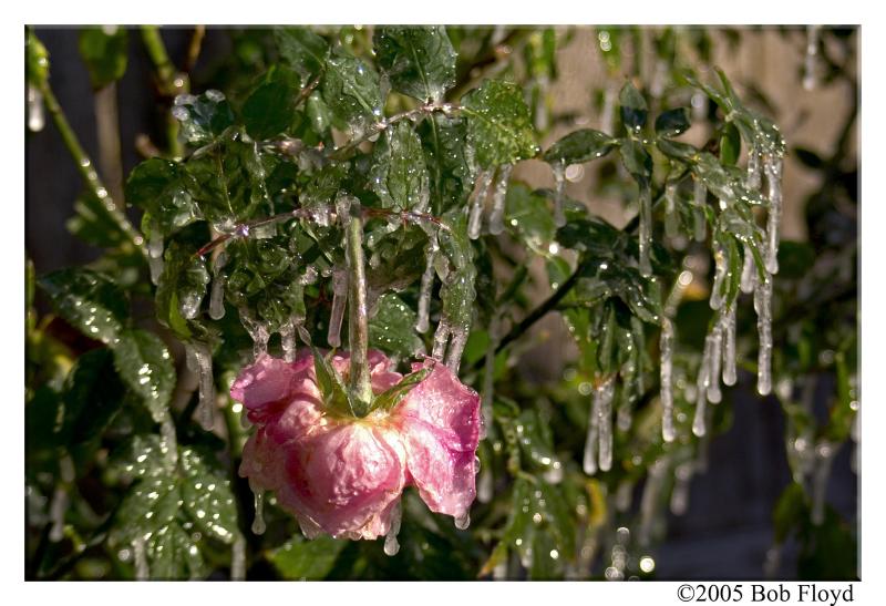 12/08 - Frozen In Time