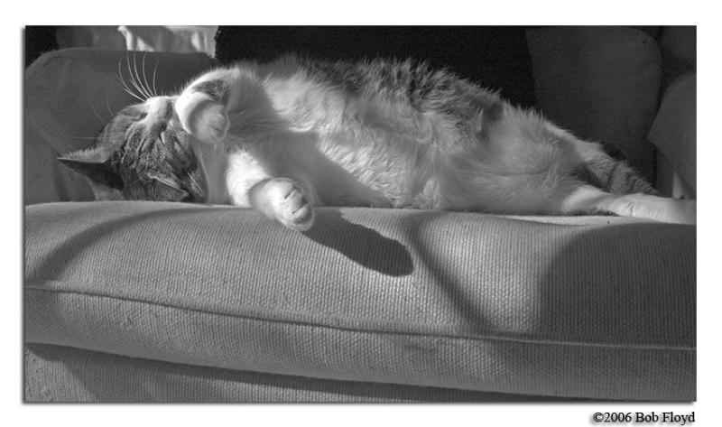 2/7 - Fat Cat in the Morning Sun