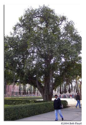 Ancient Tree in the Courtyard in front of Main Gate