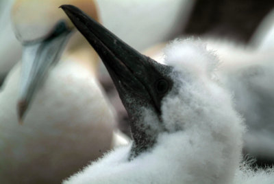 A baby gannet