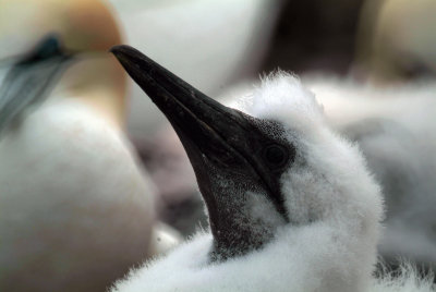 A baby gannet II
