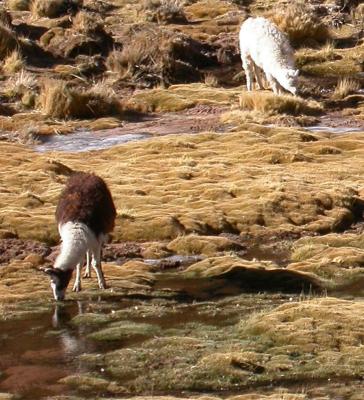 san_pedro_de_atacama