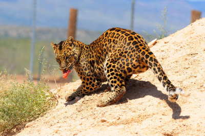 Out of Africa Wildlife Park