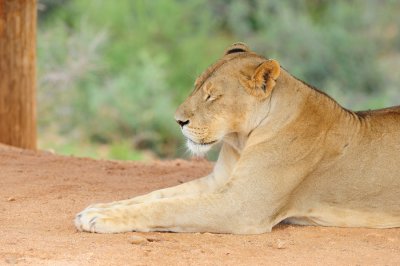 Out of Africa Wildlife Park