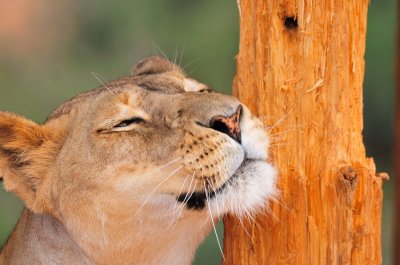 Out of Africa Wildlife Park