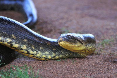 Out of Africa Wildlife Park