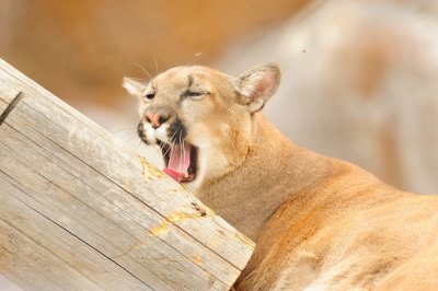 Prescott Zoo