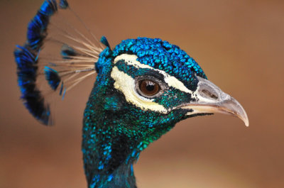 Prescott Zoo