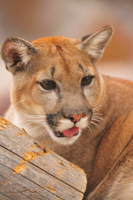 Prescott Zoo