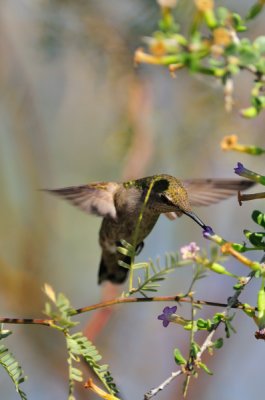 Hummingbird