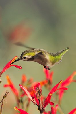 Hummingbird