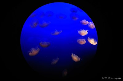 Planet Jellyfish