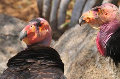 Wild Animal Park