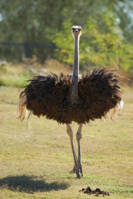 Ostrich