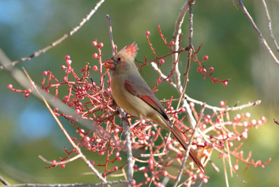 Boyce Arboretum