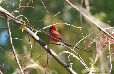 Boyce Arboretum