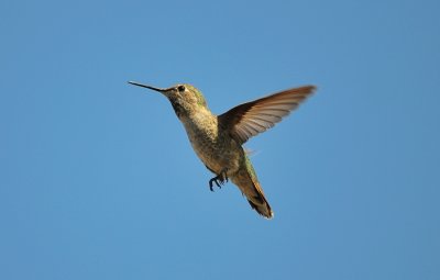 Hummingbird