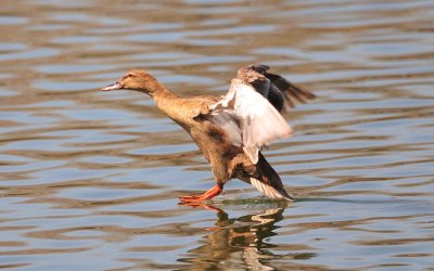 Duck Landing