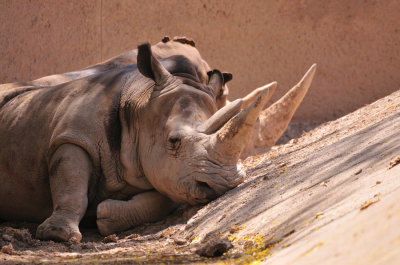 Phoenix Zoo