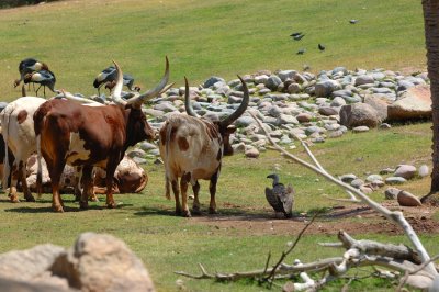 Phoenix Zoo