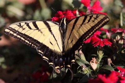 Two Tailed Tiger Swallotail.jpg