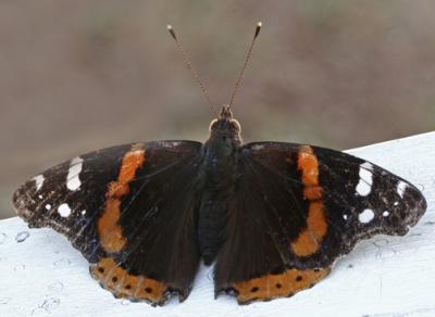Red Admiral