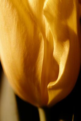 yellow tulip3.jpg