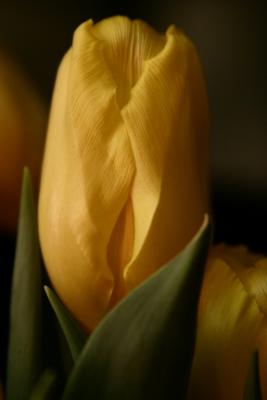 yellow tulip 4.jpg