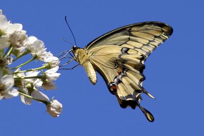 Giant Swallowtail