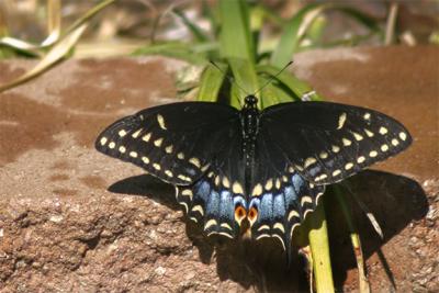 Eastern Black Swallowtail, female