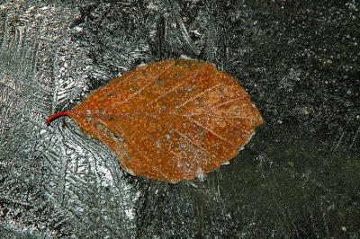 DSC_7321.jpg