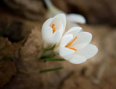 12. April