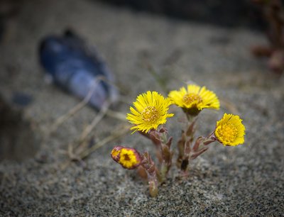 13. April
