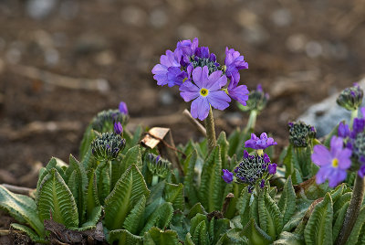 22. April