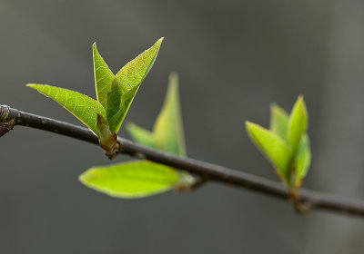 27. April