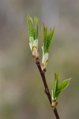 28. April