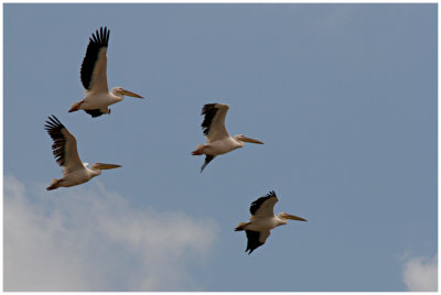 White Pelican  
