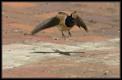 Misc. Birds