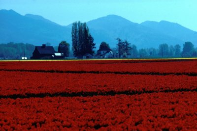 Tulip fields in upper Washington State