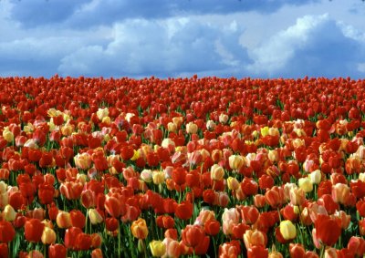 Tulips in Washington State