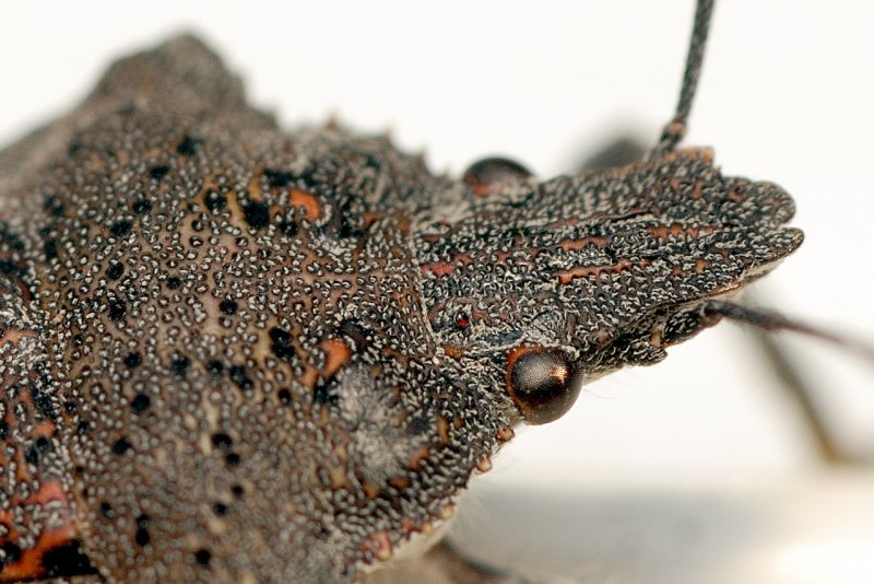  Stinkbug 4445 100% crop (V66)