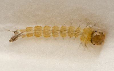 Larva from cat-water 5621 (V70)